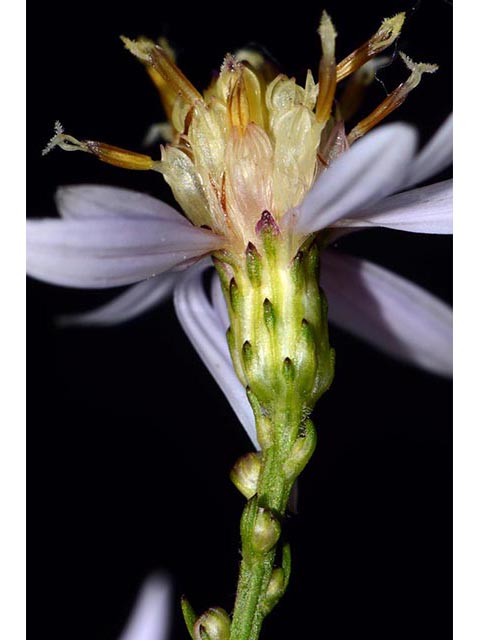 Symphyotrichum cordifolium (Broad-leaved aster) #74309