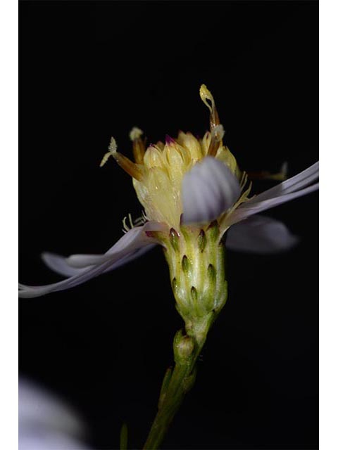 Symphyotrichum cordifolium (Broad-leaved aster) #74310