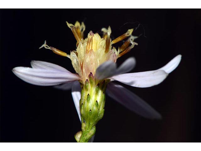 Symphyotrichum cordifolium (Broad-leaved aster) #74312