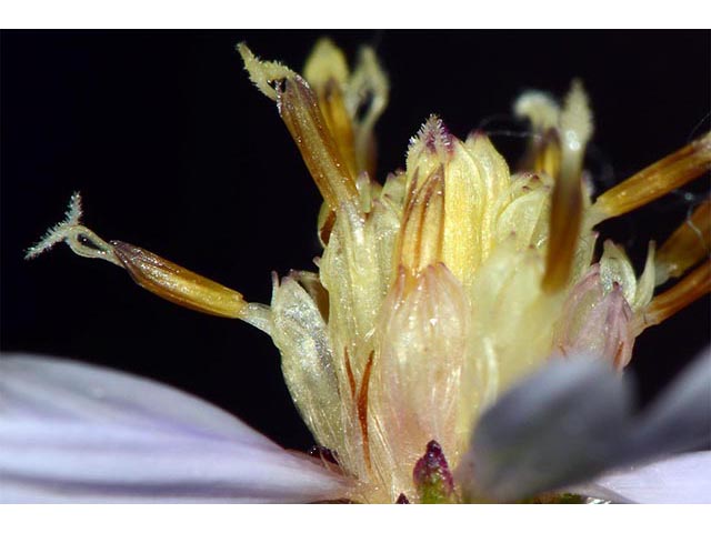 Symphyotrichum cordifolium (Broad-leaved aster) #74313