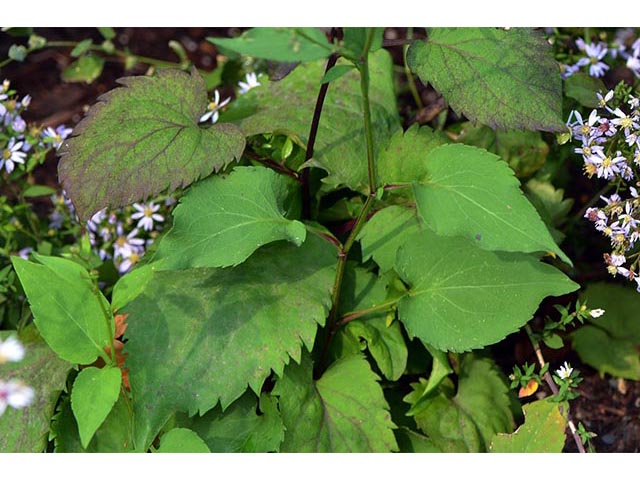 Symphyotrichum cordifolium (Broad-leaved aster) #74315