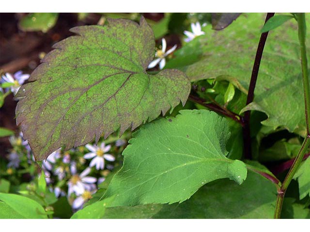 Symphyotrichum cordifolium (Broad-leaved aster) #74316