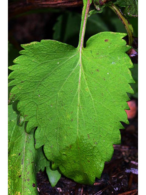 Symphyotrichum cordifolium (Broad-leaved aster) #74317