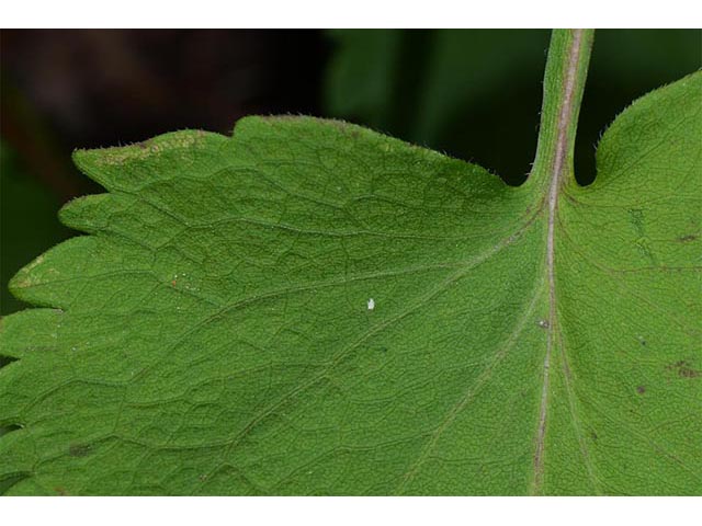 Symphyotrichum cordifolium (Broad-leaved aster) #74318
