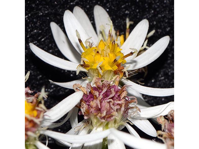 Symphyotrichum cordifolium (Broad-leaved aster) #74326