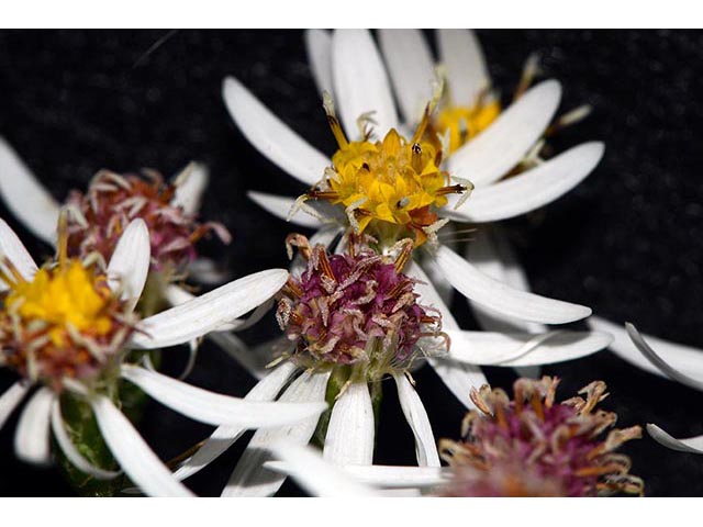 Symphyotrichum cordifolium (Broad-leaved aster) #74328