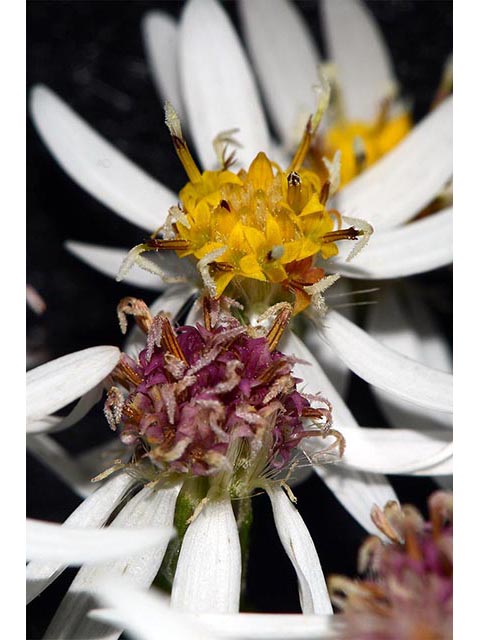 Symphyotrichum cordifolium (Broad-leaved aster) #74329