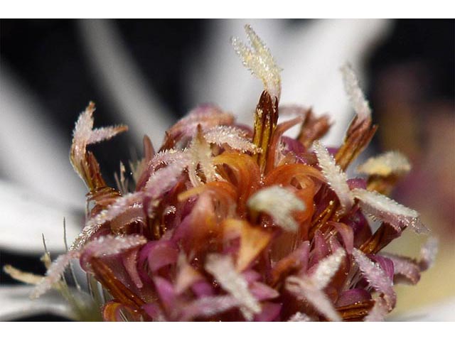 Symphyotrichum cordifolium (Broad-leaved aster) #74330