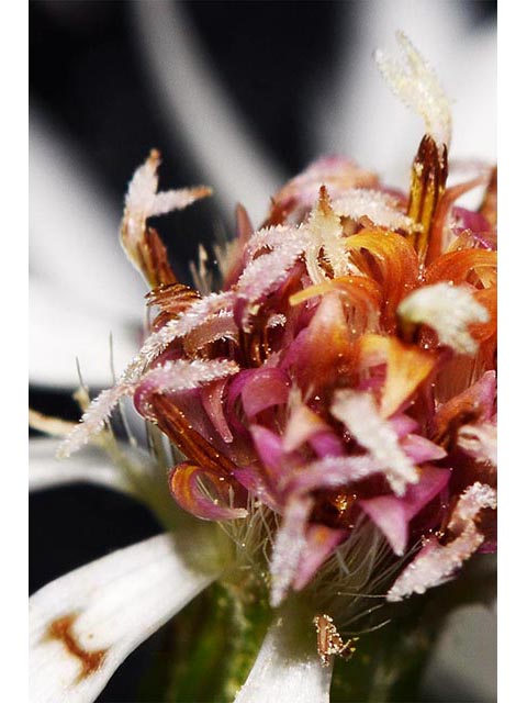 Symphyotrichum cordifolium (Broad-leaved aster) #74331
