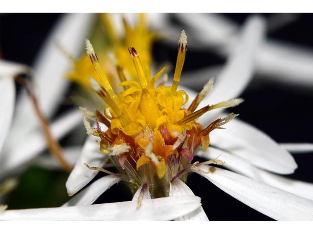 Symphyotrichum cordifolium (Broad-leaved aster) #74332