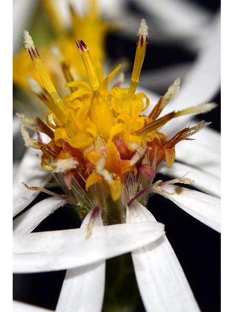Symphyotrichum cordifolium (Broad-leaved aster) #74333