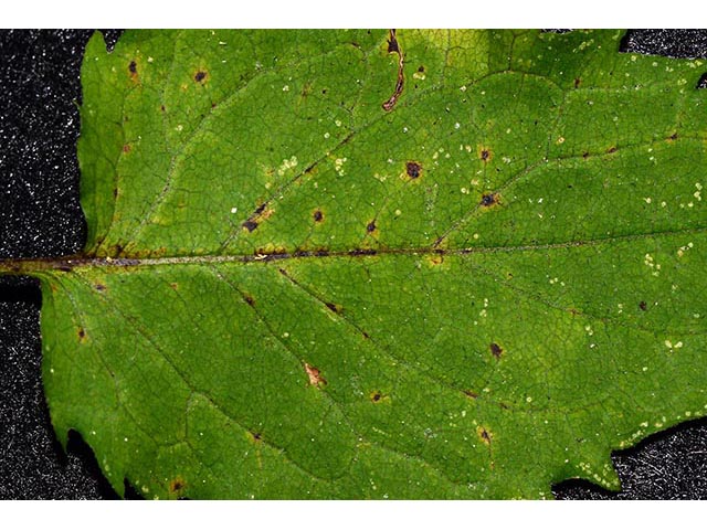 Symphyotrichum cordifolium (Broad-leaved aster) #74334