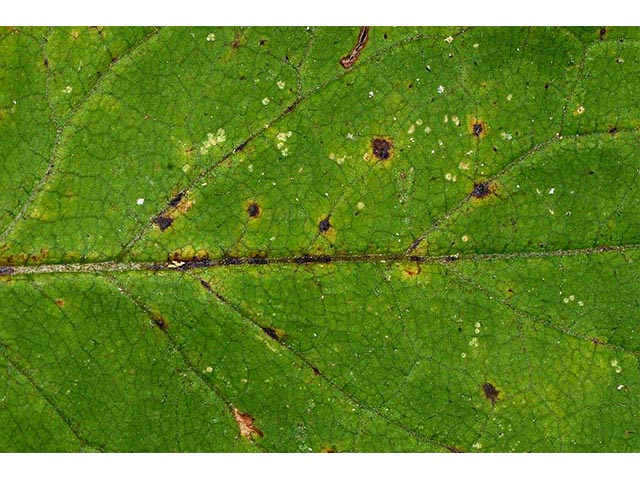 Symphyotrichum cordifolium (Broad-leaved aster) #74335