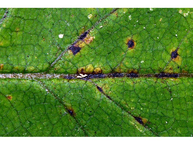 Symphyotrichum cordifolium (Broad-leaved aster) #74337