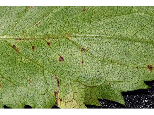 Symphyotrichum cordifolium (Broad-leaved aster) #74339