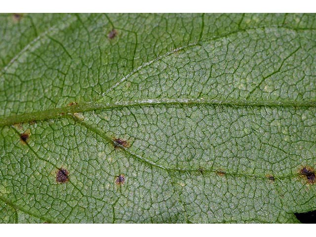 Symphyotrichum cordifolium (Broad-leaved aster) #74340