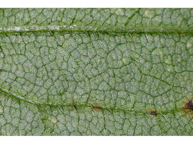 Symphyotrichum cordifolium (Broad-leaved aster) #74341