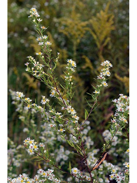 Symphyotrichum lanceolatum ssp. lanceolatum (White panicle aster) #74342