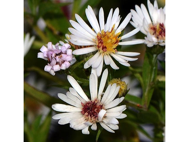 Symphyotrichum lanceolatum ssp. lanceolatum (White panicle aster) #74349
