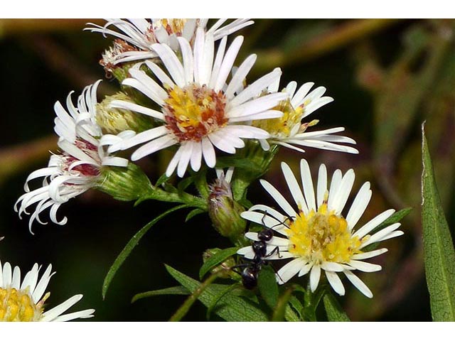 Symphyotrichum lanceolatum ssp. lanceolatum (White panicle aster) #74353