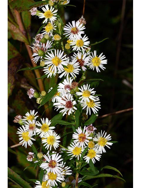 Symphyotrichum lanceolatum ssp. lanceolatum (White panicle aster) #74354