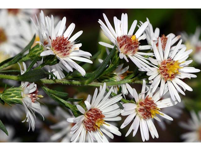 Symphyotrichum lanceolatum ssp. lanceolatum (White panicle aster) #74356