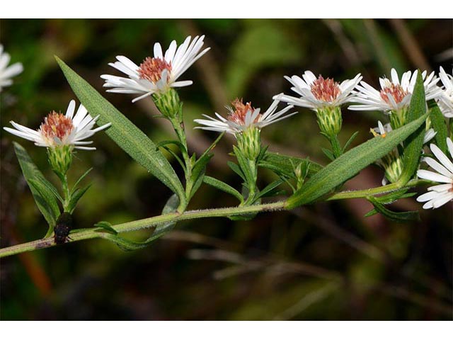Symphyotrichum lanceolatum ssp. lanceolatum (White panicle aster) #74357