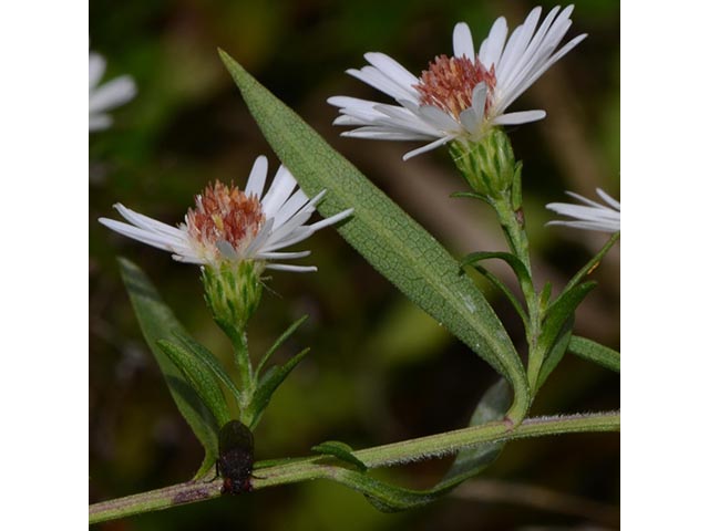 Symphyotrichum lanceolatum ssp. lanceolatum (White panicle aster) #74358