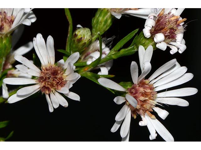 Symphyotrichum lanceolatum ssp. lanceolatum (White panicle aster) #74360