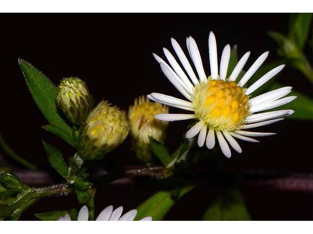 Symphyotrichum lanceolatum ssp. lanceolatum (White panicle aster) #74361