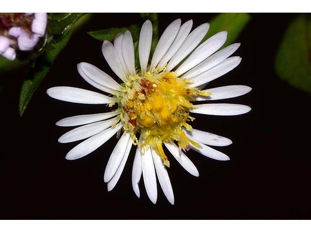 Symphyotrichum lanceolatum ssp. lanceolatum (White panicle aster) #74362