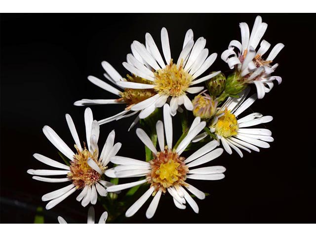 Symphyotrichum lanceolatum ssp. lanceolatum (White panicle aster) #74363
