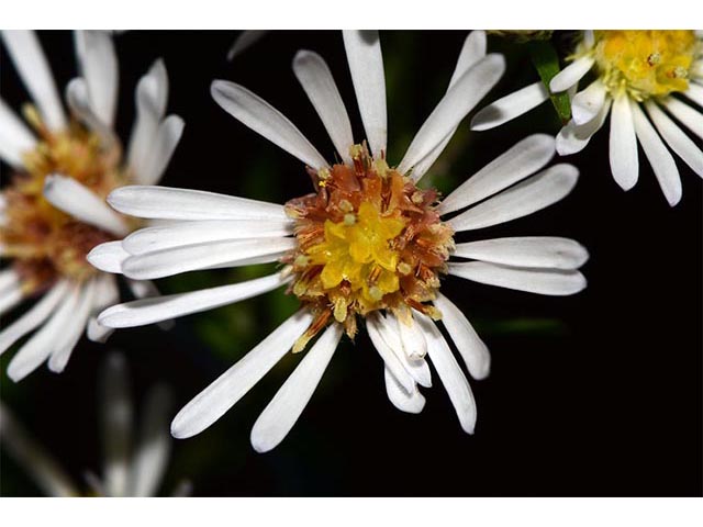 Symphyotrichum lanceolatum ssp. lanceolatum (White panicle aster) #74366
