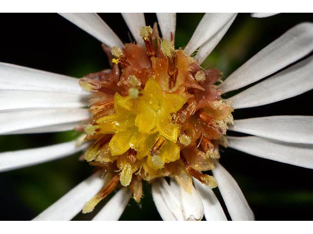 Symphyotrichum lanceolatum ssp. lanceolatum (White panicle aster) #74367