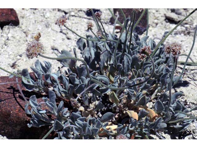 Eriogonum diatomaceum (Churchill narrows buckwheat) #51765
