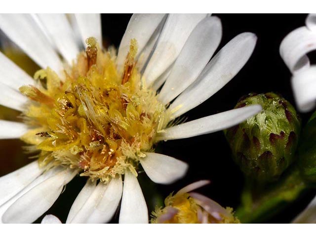 Symphyotrichum lanceolatum ssp. lanceolatum (White panicle aster) #74369
