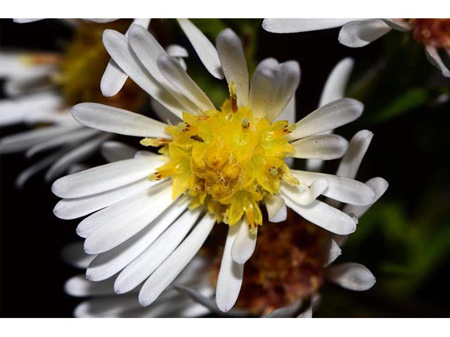 Symphyotrichum lanceolatum ssp. lanceolatum (White panicle aster) #74370