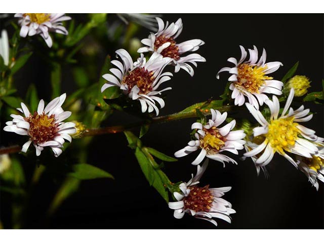 Symphyotrichum lanceolatum ssp. lanceolatum (White panicle aster) #74372