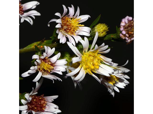 Symphyotrichum lanceolatum ssp. lanceolatum (White panicle aster) #74373