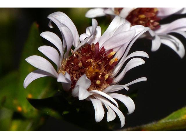 Symphyotrichum lanceolatum ssp. lanceolatum (White panicle aster) #74374
