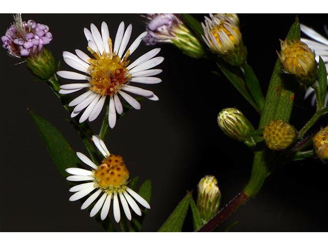 Symphyotrichum lanceolatum ssp. lanceolatum (White panicle aster) #74376