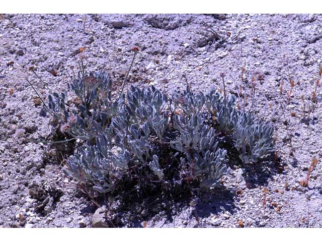 Eriogonum diatomaceum (Churchill narrows buckwheat) #51766