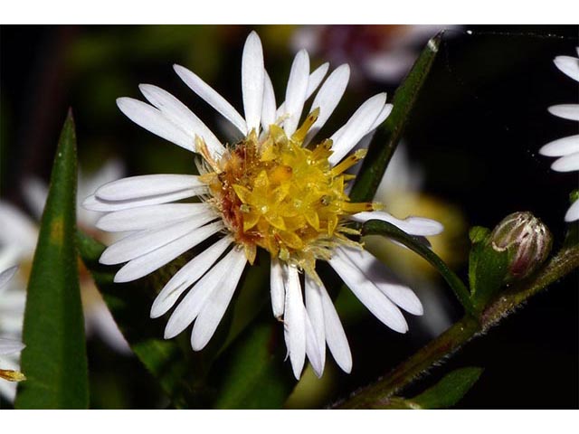 Symphyotrichum lanceolatum ssp. lanceolatum (White panicle aster) #74378