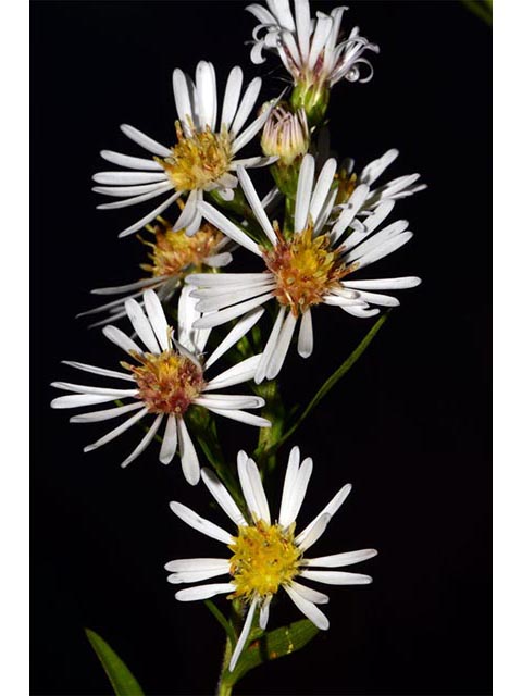 Symphyotrichum lanceolatum ssp. lanceolatum (White panicle aster) #74379
