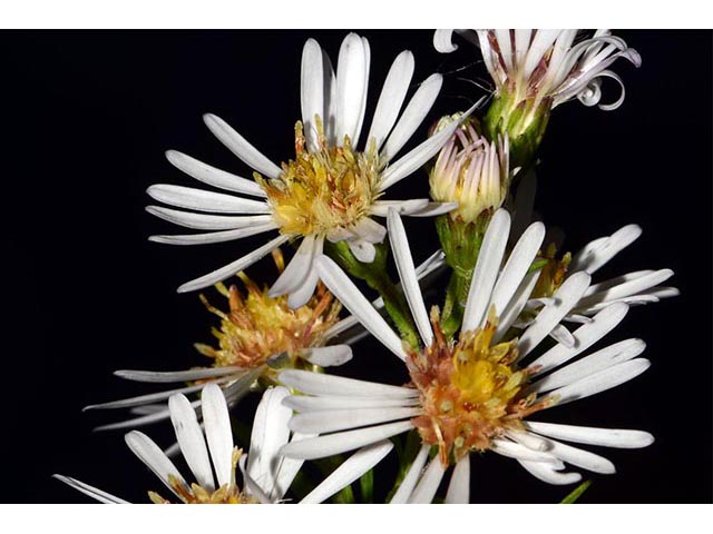 Symphyotrichum lanceolatum ssp. lanceolatum (White panicle aster) #74380