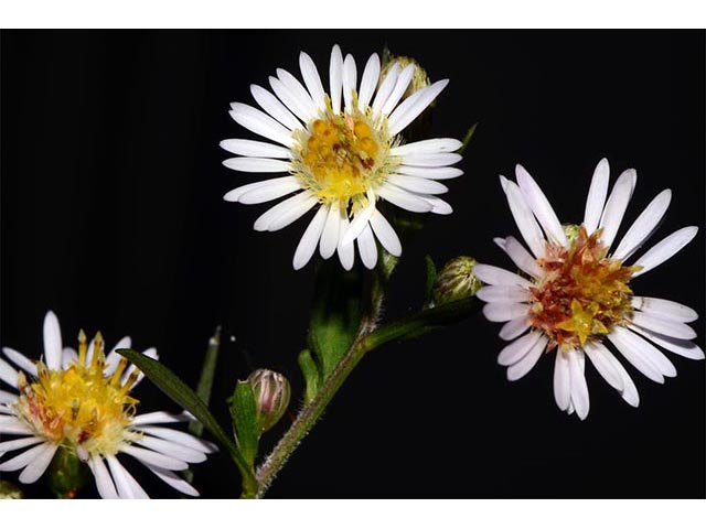 Symphyotrichum lanceolatum ssp. lanceolatum (White panicle aster) #74381