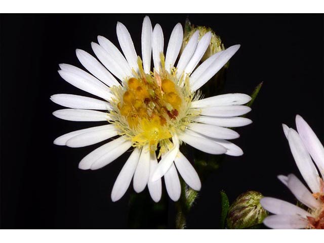 Symphyotrichum lanceolatum ssp. lanceolatum (White panicle aster) #74382