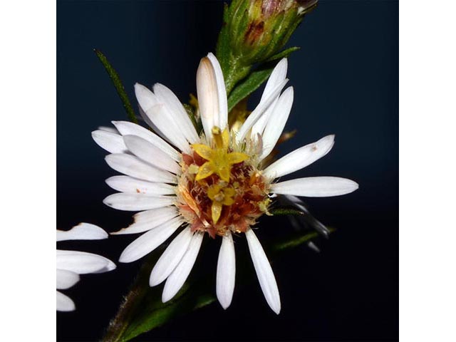 Symphyotrichum lanceolatum ssp. lanceolatum (White panicle aster) #74383