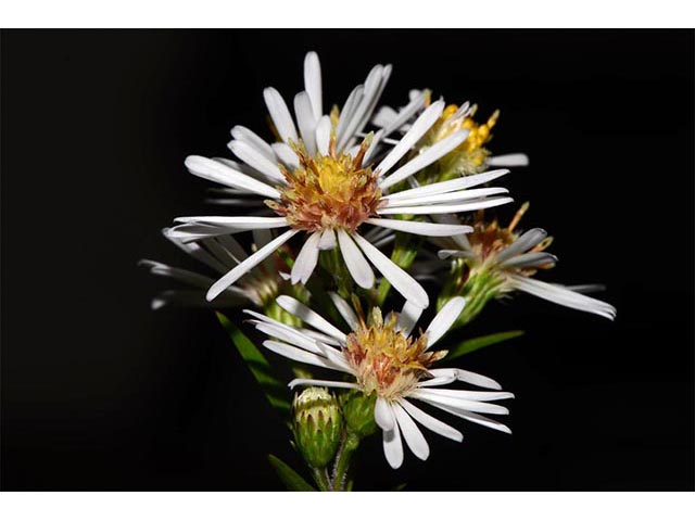 Symphyotrichum lanceolatum ssp. lanceolatum (White panicle aster) #74384