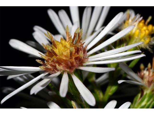 Symphyotrichum lanceolatum ssp. lanceolatum (White panicle aster) #74387